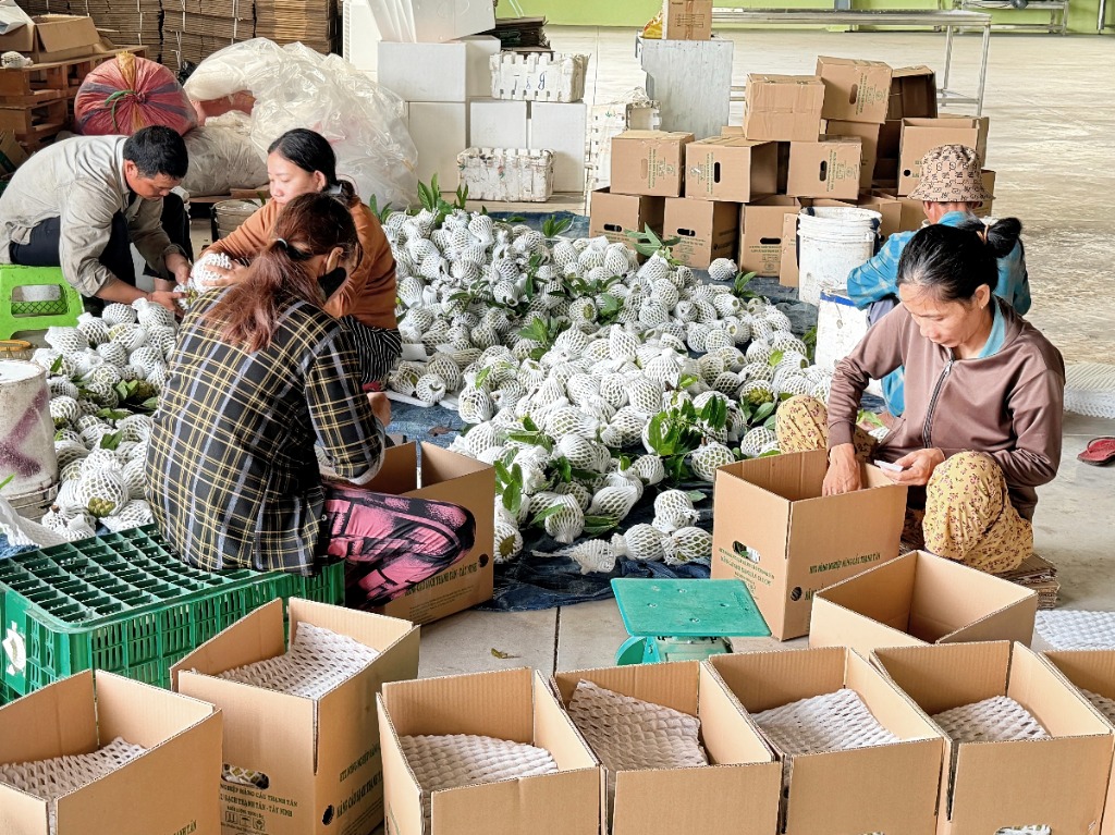 Cận cảnh nhà vườn đóng gói mãng cầu Bà Đen vào thùng carton