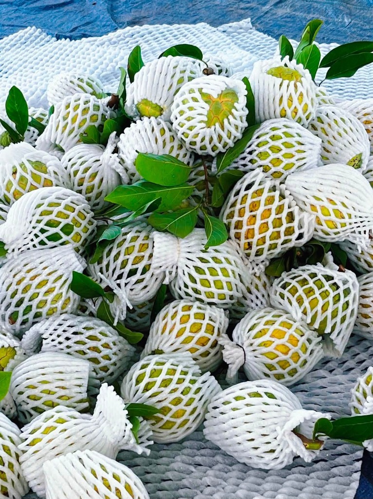 Tuyển chọn đống mãng cầu dai Bà Đen Tây Ninh bọc lưới xốp