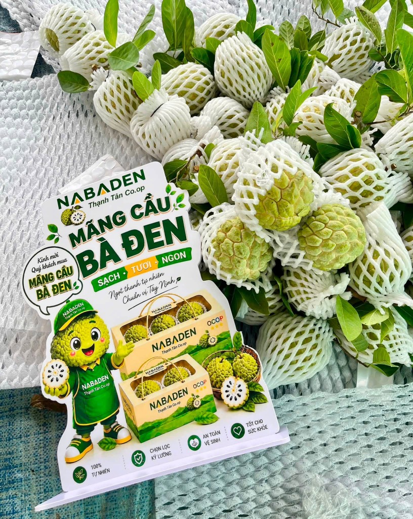 Trưng bày mãng cầu Bà Đen NABADEN bọc lưới xốp chất lượng cao