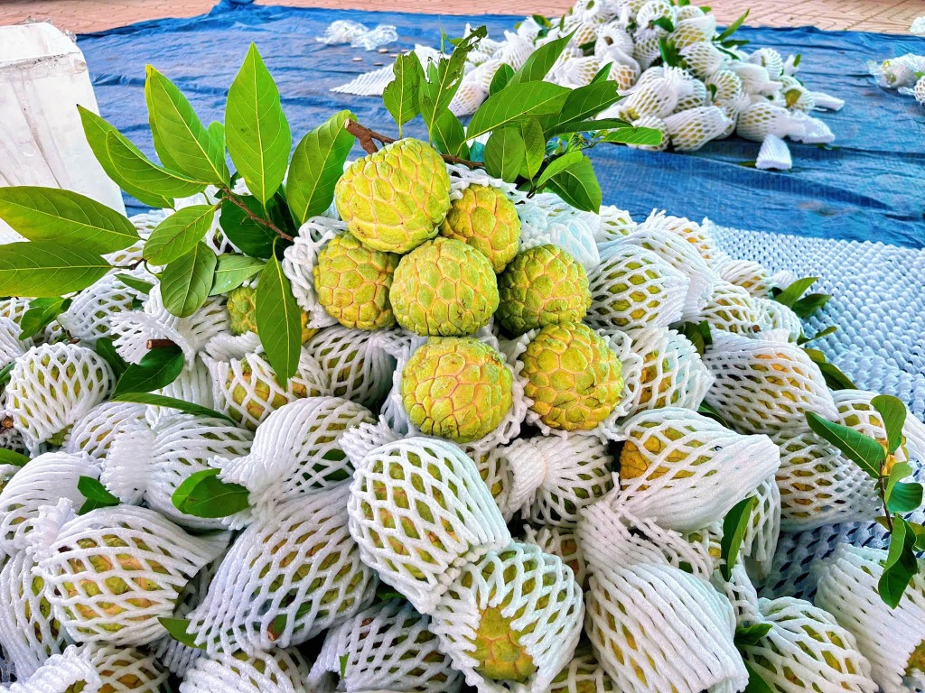 Mãng cầu bọc xốp thu hoạch tập kết dồi dào tại vườn Thạnh Tân