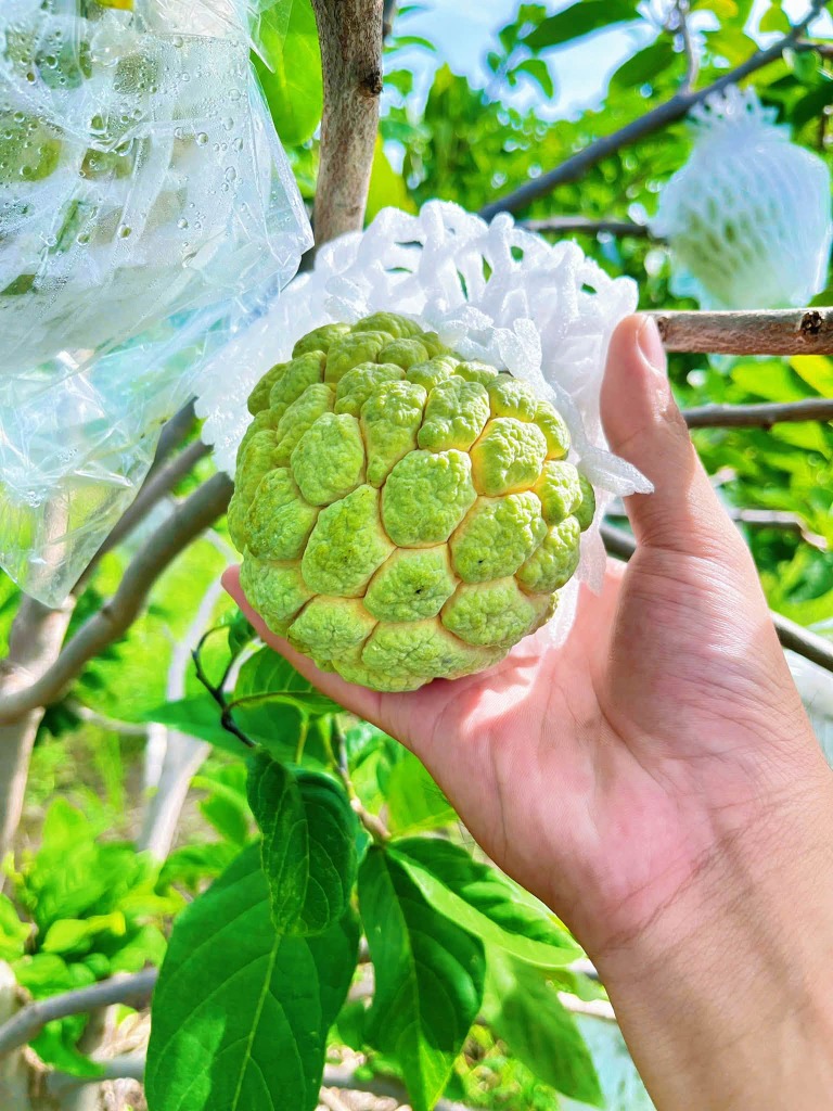 Trái mãng cầu Bà Đen chín già mắt nở to phẳng trên cành