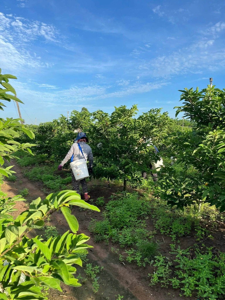 Nhà nông tỉ mỉ thu hoạch từng trái mãng cầu tươi tại vườn Tây Ninh