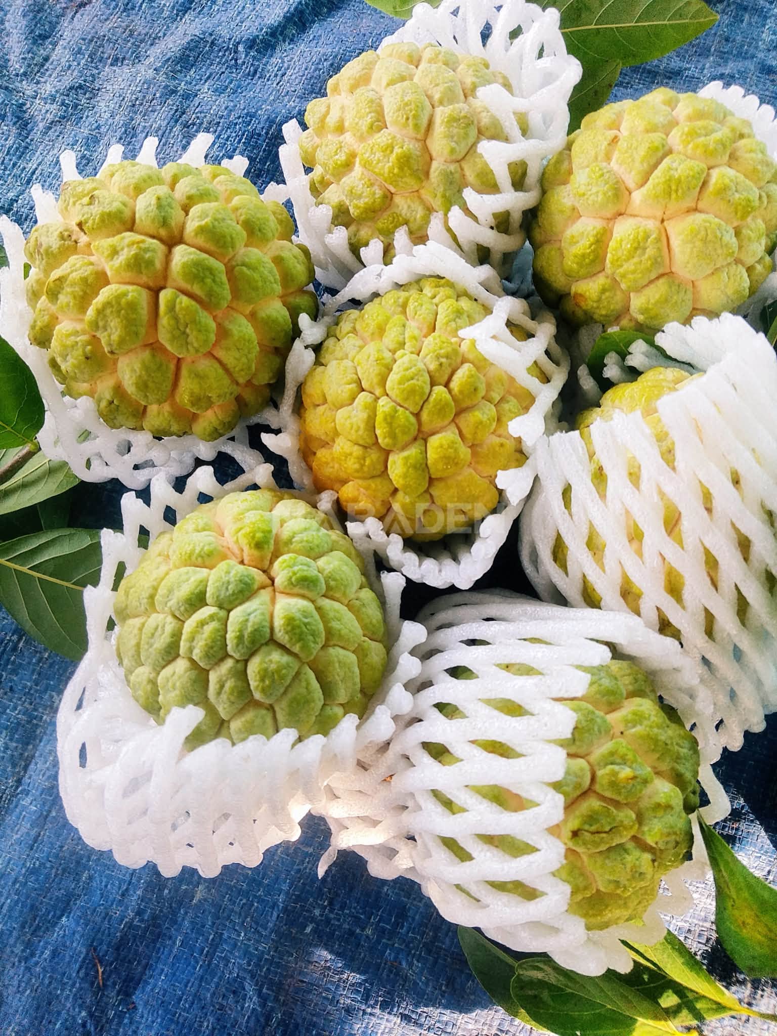 Mãng cầu tươi được bọc lưới bảo vệ