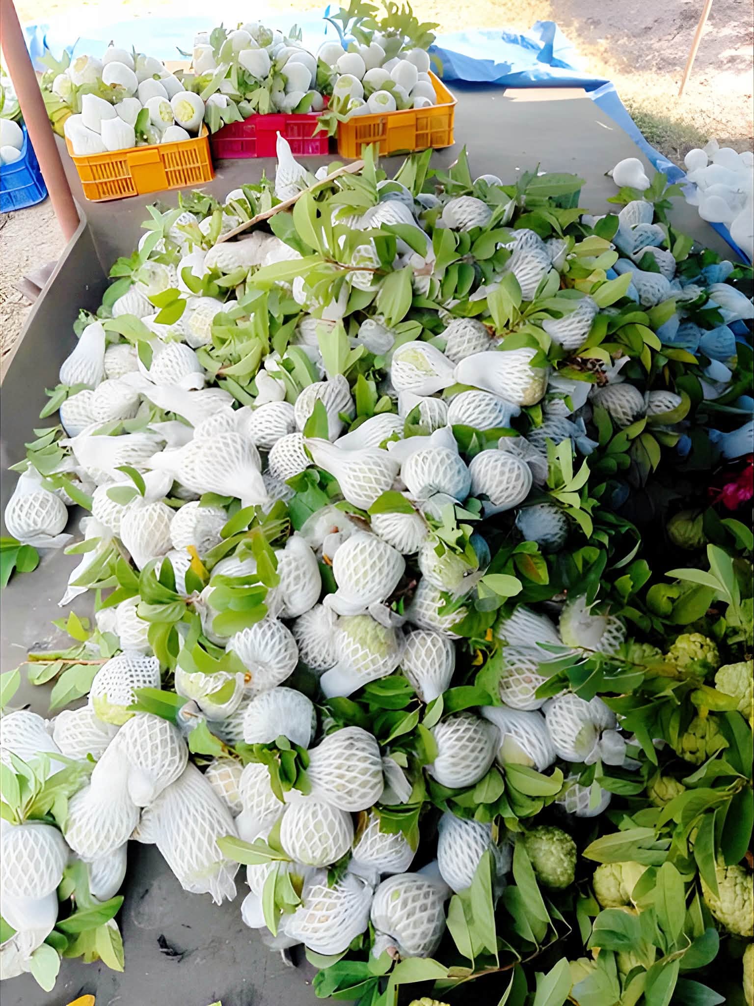 Mãng cầu được tập kết và phân loại sau thu hoạch