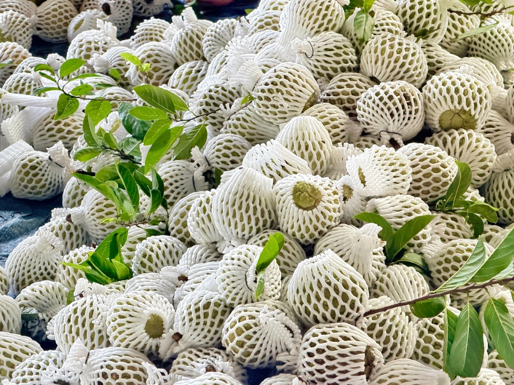 Mãng cầu Bà Đen bọc xốp tươi ngon vừa thu hoạch tập kết tại vựa