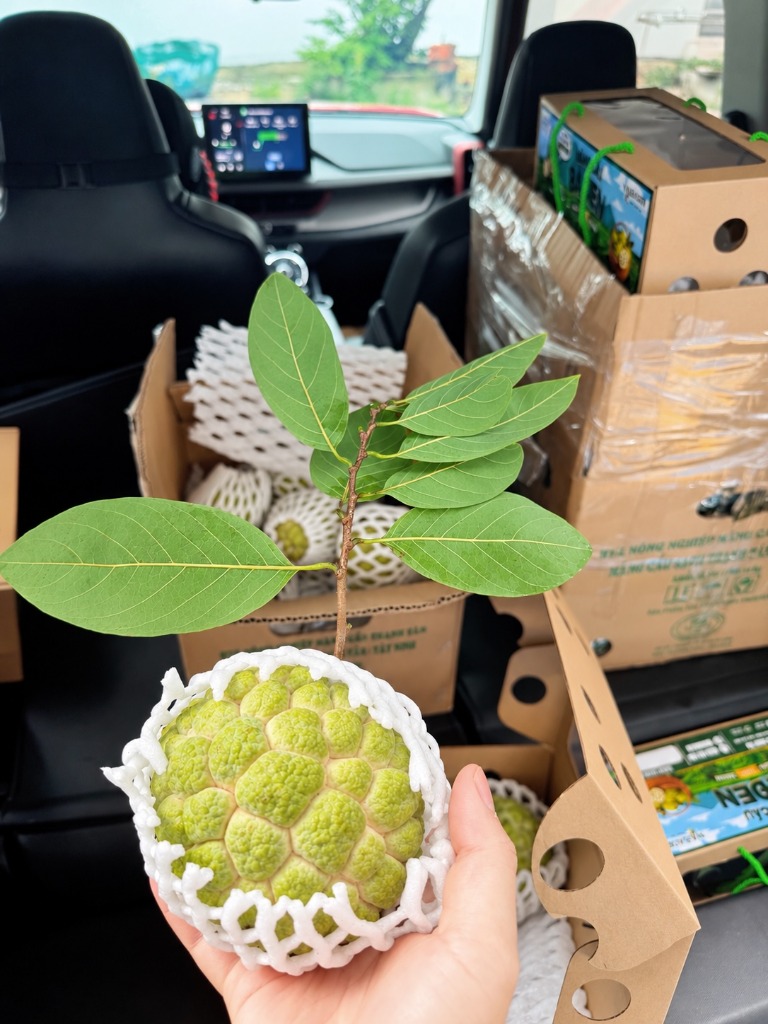 Trái mãng cầu Bà Đen TAYNA tươi xanh nguyên cành bọc xốp