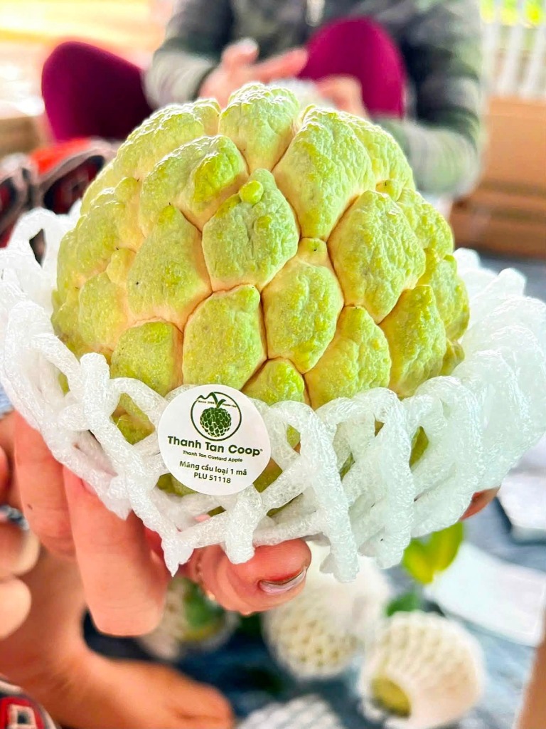 Trái mãng cầu Bà Đen tuyển chọn già ngon mắt nở to phẳng