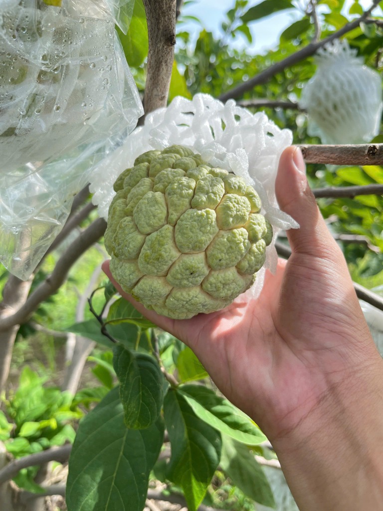 Trái mãng cầu Bà Đen chín dẻo trên tay nhà vườn