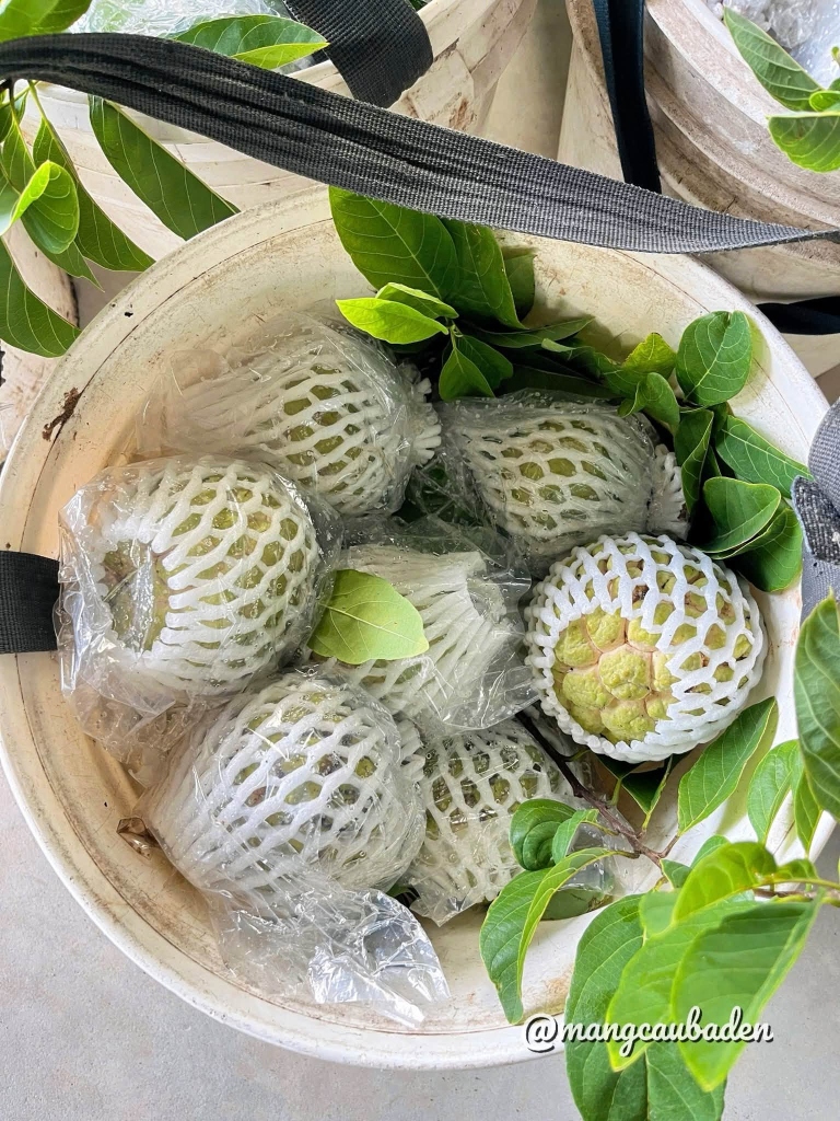 Xô mãng cầu Bà Đen tươi rói vừa hái tại vườn được bọc lưới xốp kỹ lưỡng